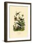 Hummingbirds, 1833-39-null-Framed Giclee Print