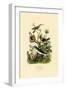 Hummingbirds, 1833-39-null-Framed Giclee Print