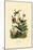 Hummingbirds, 1833-39-null-Mounted Giclee Print