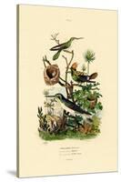 Hummingbirds, 1833-39-null-Stretched Canvas