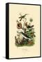 Hummingbirds, 1833-39-null-Framed Stretched Canvas