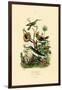 Hummingbirds, 1833-39-null-Framed Giclee Print