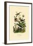 Hummingbirds, 1833-39-null-Framed Giclee Print