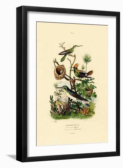 Hummingbirds, 1833-39-null-Framed Premium Giclee Print