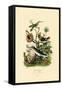 Hummingbirds, 1833-39-null-Framed Stretched Canvas