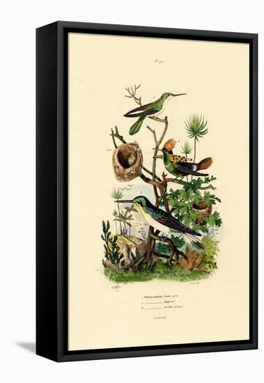 Hummingbirds, 1833-39-null-Framed Stretched Canvas