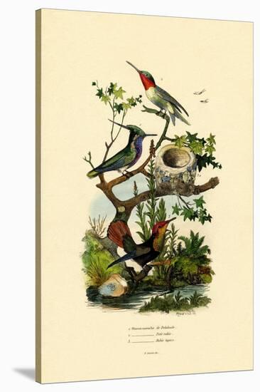 Hummingbirds, 1833-39-null-Stretched Canvas