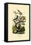 Hummingbirds, 1833-39-null-Framed Stretched Canvas