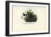 Hummingbirds, 1863-79-Raimundo Petraroja-Framed Giclee Print