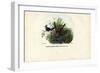 Hummingbirds, 1863-79-Raimundo Petraroja-Framed Giclee Print