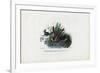 Hummingbirds, 1863-79-Raimundo Petraroja-Framed Premium Giclee Print