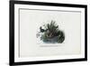 Hummingbirds, 1863-79-Raimundo Petraroja-Framed Premium Giclee Print