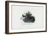 Hummingbirds, 1863-79-Raimundo Petraroja-Framed Giclee Print