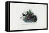 Hummingbirds, 1863-79-Raimundo Petraroja-Framed Stretched Canvas
