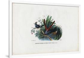 Hummingbirds, 1863-79-Raimundo Petraroja-Framed Giclee Print