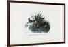 Hummingbirds, 1863-79-Raimundo Petraroja-Framed Giclee Print