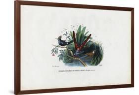 Hummingbirds, 1863-79-Raimundo Petraroja-Framed Giclee Print