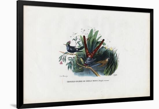 Hummingbirds, 1863-79-Raimundo Petraroja-Framed Giclee Print