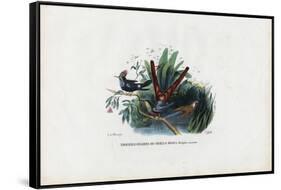 Hummingbirds, 1863-79-Raimundo Petraroja-Framed Stretched Canvas