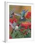 Hummingbirds and Flowers-William Vanderdasson-Framed Giclee Print