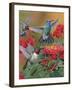 Hummingbirds and Flowers-William Vanderdasson-Framed Giclee Print