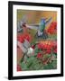 Hummingbirds and Flowers-William Vanderdasson-Framed Giclee Print