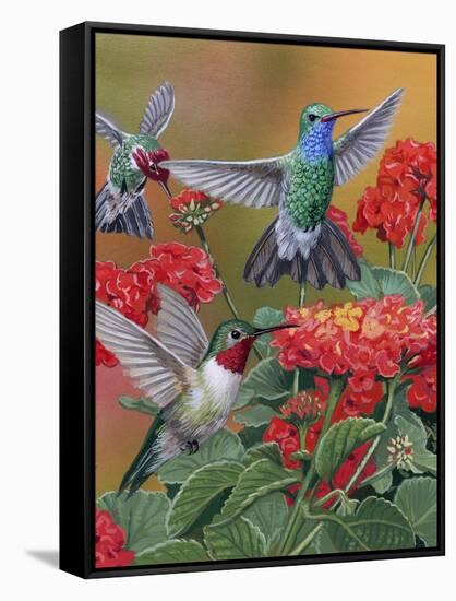 Hummingbirds and Flowers-William Vanderdasson-Framed Stretched Canvas