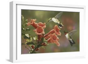 Hummingbirds and Trumpet Flowers-William Vanderdasson-Framed Giclee Print