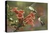 Hummingbirds and Trumpet Flowers-William Vanderdasson-Stretched Canvas