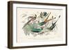 Hummingbirds Chart-Wild Apple Portfolio-Framed Art Print