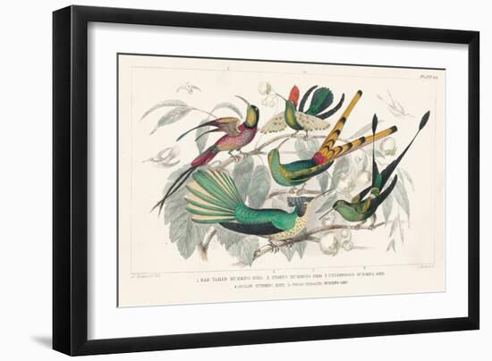 Hummingbirds Chart-Wild Apple Portfolio-Framed Art Print