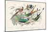 Hummingbirds Chart-Wild Apple Portfolio-Mounted Art Print