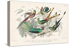 Hummingbirds Chart-Wild Apple Portfolio-Stretched Canvas