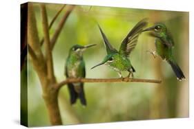 Hummingbirds, Costa Rica-null-Stretched Canvas