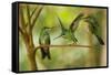 Hummingbirds, Costa Rica-null-Framed Stretched Canvas