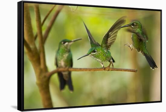 Hummingbirds, Costa Rica-null-Framed Stretched Canvas