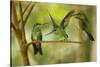 Hummingbirds, Costa Rica-null-Stretched Canvas