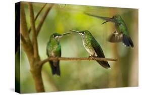 Hummingbirds, Costa Rica-null-Stretched Canvas