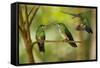 Hummingbirds, Costa Rica-null-Framed Stretched Canvas