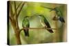 Hummingbirds, Costa Rica-null-Stretched Canvas