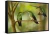 Hummingbirds, Costa Rica-null-Framed Stretched Canvas