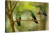 Hummingbirds, Costa Rica-null-Stretched Canvas