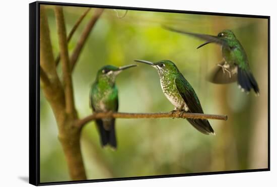 Hummingbirds, Costa Rica-null-Framed Stretched Canvas