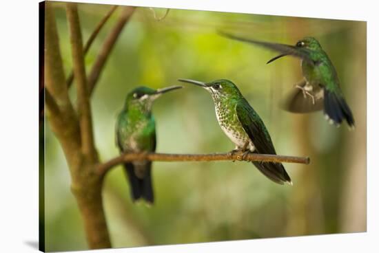 Hummingbirds, Costa Rica-null-Stretched Canvas