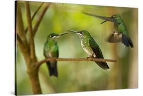 Hummingbirds, Costa Rica-null-Stretched Canvas