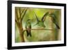 Hummingbirds, Costa Rica-null-Framed Photographic Print