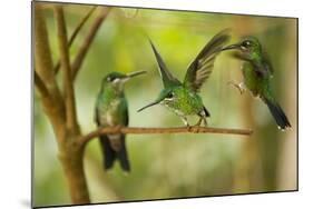 Hummingbirds, Costa Rica-null-Mounted Photographic Print