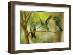 Hummingbirds, Costa Rica-null-Framed Photographic Print