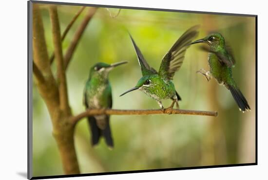 Hummingbirds, Costa Rica-null-Mounted Photographic Print