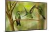 Hummingbirds, Costa Rica-null-Mounted Photographic Print